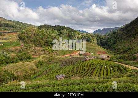 Wunderschöne Grünteeplantage im Doi Ang Khang, Chiang Mai, Thailand. Ländliche Landschaft im gebirgigen Gebiet von Nordthailand. Stockfoto