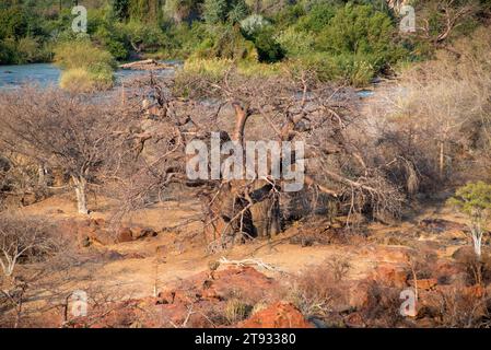 Baobab (Adansonia digitata). Dieses Foto wurde im Norden Namibias am Ufer des Kunene River, an den Epupa Falls aufgenommen. Stockfoto