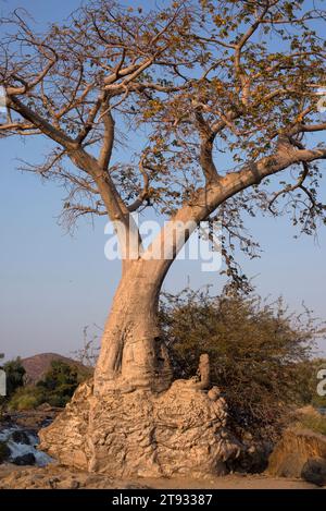 Baobab (Adansonia digitata). Dieses Foto wurde im Norden Namibias am Ufer des Kunene River, an den Epupa Falls aufgenommen. Stockfoto