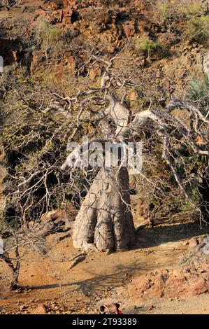 Baobab (Adansonia digitata). Dieses Foto wurde im Norden Namibias am Ufer des Kunene River, an den Epupa Falls aufgenommen. Stockfoto