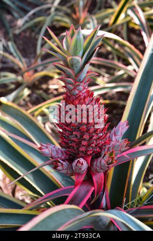 Rote Ananas (Ananas bracteatus) ist eine Zierpflanze. Dieses Foto wurde in Brasilien aufgenommen. Stockfoto