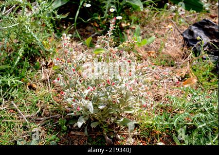 Cynoglossum oder Pardoglossum cheirifolium ist eine biennale Pflanze der Familie der Boraginaceae. Dieses Foto wurde in Cabo San Antonio, Macizo del Montgó Na aufgenommen Stockfoto