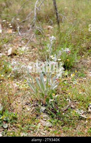 Cynoglossum oder Pardoglossum cheirifolium ist eine biennale Pflanze aus der Familie der Boraginaceae. Dieses Foto wurde in Cabo San Antonio, Macizo del Montgó Na aufgenommen Stockfoto