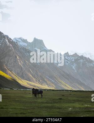 Eine Gruppe von Pferden und Fohlen weidet auf den Wiesen von ladakh. Stockfoto