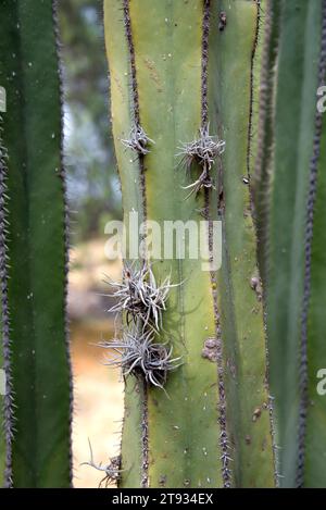 Gallinita oder heno de bola (Tillandsia recurvata) wächst auf einem mexikanischen Fencepost Kaktus (Pachycereus marginatus). Dieses Foto wurde in Teotihuacan aufgenommen, Stockfoto