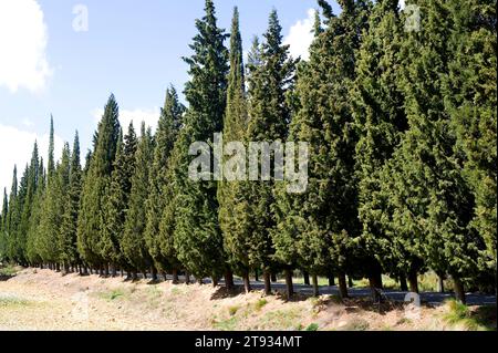 Die mediterrane oder italienische Zypresse (Cupressus sempervirens) ist ein immergrüner Baum, der im östlichen Mittelmeerraum beheimatet ist. Dieses Foto wurde in Tinença aufgenommen Stockfoto