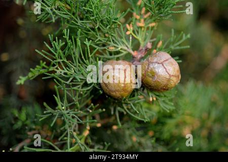 Die mediterrane oder italienische Zypresse (Cupressus sempervirens) ist ein immergrüner Baum, der im östlichen Mittelmeerraum beheimatet ist. Reife Kegel und schuppenartige Leaves Stockfoto