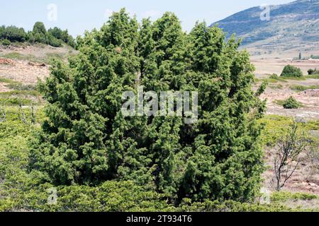 wacholder (Juniperus communis communis) und wacholder (Juniperus sabina). Dieses Foto wurde in Sollavientos, Provinz Teruel, Aragon, Spai aufgenommen Stockfoto