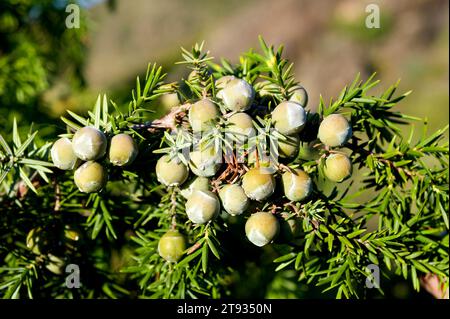 Cade-wacholder (Juniperus oxycedrus) ist ein Sträucher oder kleiner Baum, der im Mittelmeerbecken beheimatet ist. Kegel- und Lamellendetails. Dieses Foto war Stockfoto