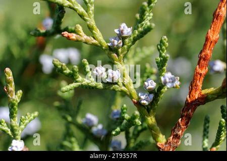 wacholder oder arar (Juniperus phoenicea) ist ein Sträucher, der im Mittelmeerbecken, den Kanarischen Inseln und der Küste des Roten Meeres beheimatet ist. Gedüngte weibliche Blüten Stockfoto