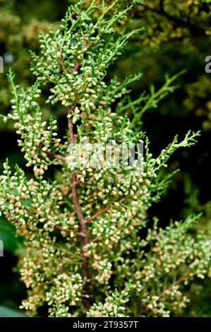 wacholder oder arar (Juniperus phoenicea) ist ein Sträucher, der im Mittelmeerbecken, den Kanarischen Inseln und der Küste des Roten Meeres beheimatet ist. Männliche Blumen. Dies Stockfoto