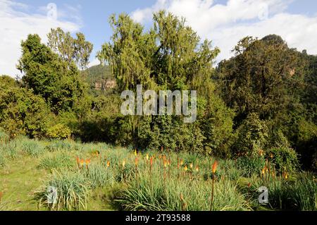 Afrikanischer wacholder oder afrikanischer Bleistiftzeder (Juniperus procera) im Hintergrund und roter Hot Poker oder Fackellilie (Kniphofia foliosa) im Vordergrund. Dieses Foto Stockfoto