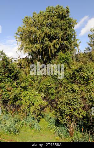 Afrikanischer wacholder oder afrikanischer Bleistiftzeder (Juniperus procera) im Hintergrund und roter Hot Poker oder Fackellilie (Kniphofia foliosa) im Vordergrund. Dieses Foto Stockfoto