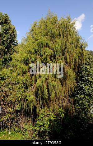 Afrikanische wacholder oder afrikanische Bleistiftzeder (Juniperus procera) ist ein Nadelbaum, der in Afrika und Arabien beheimatet ist. Dieses Foto wurde in Bale M aufgenommen Stockfoto