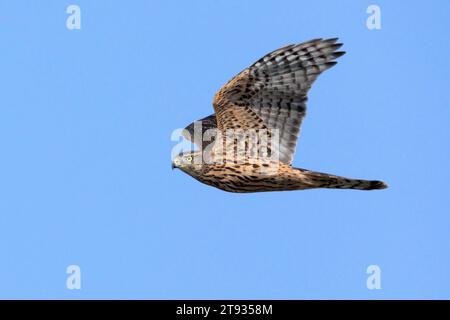 Northern Goshawk (Accipiter gentilis), Seitenansicht eines im Flug befindlichen Jugendlichen, Kampanien, Italien Stockfoto