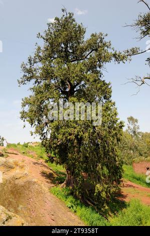 Afrikanische wacholder oder afrikanische Bleistiftzeder (Juniperus procera) ist ein Nadelbaum, der in Afrika und Arabien beheimatet ist. Dieses Foto wurde in Lalibe aufgenommen Stockfoto