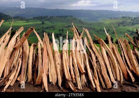 Afrikanischer wacholder oder afrikanisches BleistiftZedernholz (Juniperus procera). Holz. Dieses Foto wurde im Bale Mountains National Park in Äthiopien aufgenommen. Stockfoto