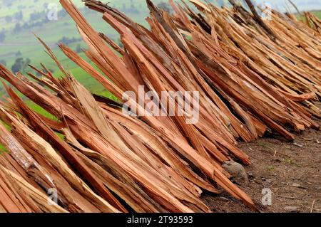 Afrikanischer wacholder oder afrikanisches BleistiftZedernholz (Juniperus procera). Holz. Dieses Foto wurde in Bale, Äthiopien, aufgenommen. Stockfoto