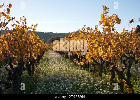 Anlagen de vigne au Lever du soleil un matin d'automne dans le vignoble de l'AOC Bandol au Brulat commune du Castelet dans le var Stockfoto