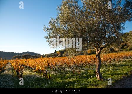 Anlagen de vigne au Lever du soleil un matin d'automne dans le vignoble de l'AOC Bandol au Brulat commune du Castelet dans le var Stockfoto