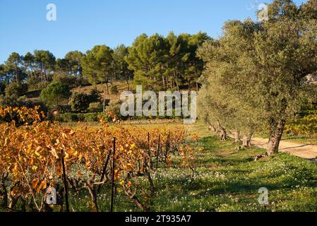 Anlagen de vigne au Lever du soleil un matin d'automne dans le vignoble de l'AOC Bandol au Brulat commune du Castelet dans le var Stockfoto