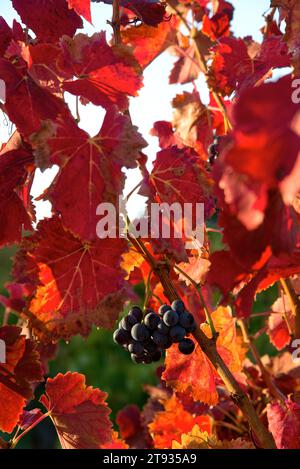 Anlagen de vigne au Lever du soleil un matin d'automne dans le vignoble de l'AOC Bandol au Brulat commune du Castelet dans le var Stockfoto