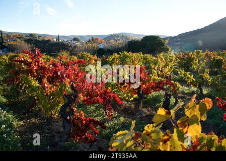 Anlagen de vigne au Lever du soleil un matin d'automne dans le vignoble de l'AOC Bandol au Brulat commune du Castelet dans le var Stockfoto