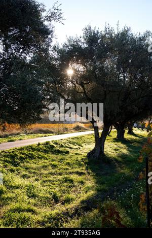 Anlagen de vigne au Lever du soleil un matin d'automne dans le vignoble de l'AOC Bandol au Brulat commune du Castelet dans le var Stockfoto