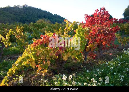 Anlagen de vigne au Lever du soleil un matin d'automne dans le vignoble de l'AOC Bandol au Brulat commune du Castelet dans le var Stockfoto