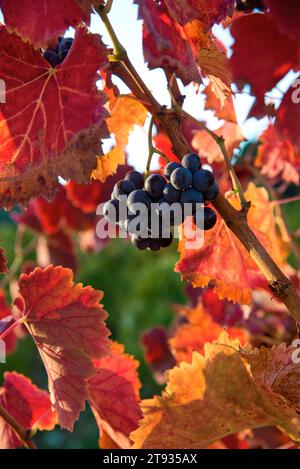 Anlagen de vigne au Lever du soleil un matin d'automne dans le vignoble de l'AOC Bandol au Brulat commune du Castelet dans le var Stockfoto