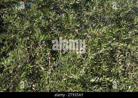 Anlagen de vigne au Lever du soleil un matin d'automne dans le vignoble de l'AOC Bandol au Brulat commune du Castelet dans le var Stockfoto