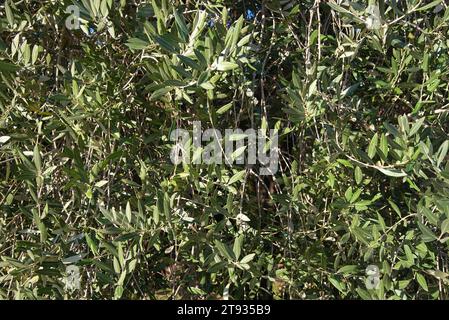 Anlagen de vigne au Lever du soleil un matin d'automne dans le vignoble de l'AOC Bandol au Brulat commune du Castelet dans le var Stockfoto