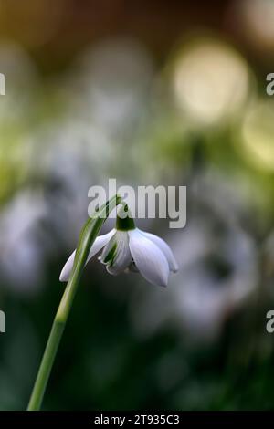Galanthus Hill Poe, Doppelblume, Doppelblumen, doppelblühende Schneeglöckchen, irischer Ursprung, irischer Schneeglöckchen, Hybrid Schneeglöckchen, Schneeglöckchen, Frühling, Blume Stockfoto