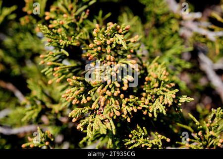 Savin juniper (Juniperus sabina) ist ein giftiger Sträucher, der in den Bergen Südeuropas beheimatet ist. Männliche Blumen und Schuppenblätter. Dieses Foto war Stockfoto