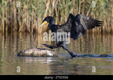 Kontinentalkormoran (Phalacrocorax carbo sinensis), Erwachsener, der auf einem Felsen springt, Kampanien, Italien Stockfoto