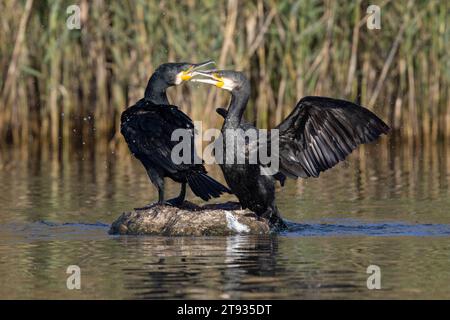 Kontinentalkormoran (Phalacrocorax carbo sinensis), Erwachsene auf einem Felsen, Kampanien, Italien Stockfoto