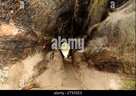 Der Riesenmammutbaum (Sequoiadendron giganteum) ist ein großer Baum aus Sierra Nevada, Kalifornien, USA. Dieses Foto wurde in Sequoia-King aufgenommen Stockfoto