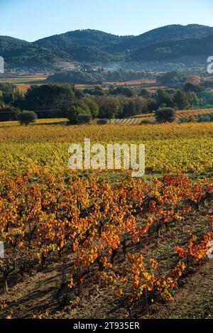 Anlagen de vigne au Lever du soleil un matin d'automne dans le vignoble de l'AOC Bandol au Brulat commune du Castelet dans le var Stockfoto