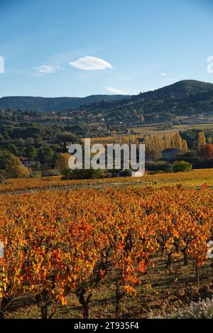 à de vigne au lever du soleil un matin d'automne dans le vignoble de l'AOC Bandol au Brulat commune du Castelet et la cadière dans le var Stockfoto
