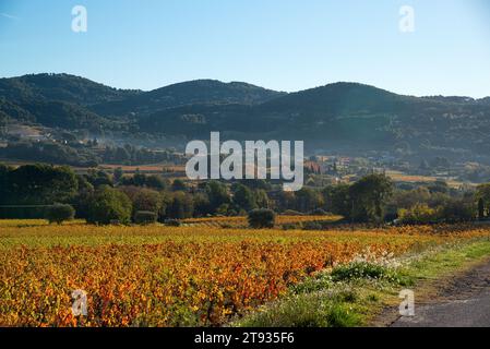 Anlagen de vigne au Lever du soleil un matin d'automne dans le vignoble de l'AOC Bandol au Brulat commune du Castelet dans le var Stockfoto