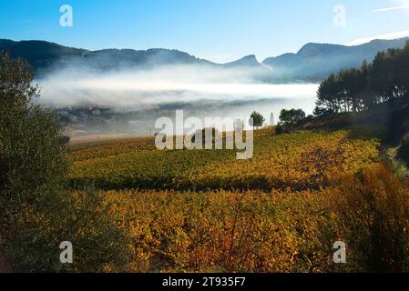 Anlagen de vigne au Lever du soleil un matin d'automne dans le vignoble de l'AOC Bandol au Brulat commune du Castelet dans le var Stockfoto