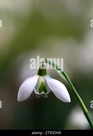 Galanthus Hill Poe, Doppelblume, Doppelblumen, doppelblühende Schneeglöckchen, irischer Ursprung, irischer Schneeglöckchen, Hybrid Schneeglöckchen, Schneeglöckchen, Frühling, Blume Stockfoto
