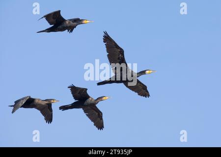 Kontinentalkormoran (Phalacrocorax carbo sinensis), eine Herde im Wintergefieder im Flug, Kampanien, Italien Stockfoto