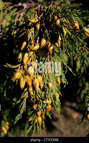 Thuja occidentalis ist ein immergrüner Baum, der im Südosten Kanadas und im Nordosten der USA beheimatet ist. Kegel- und Lamellendetails. Stockfoto