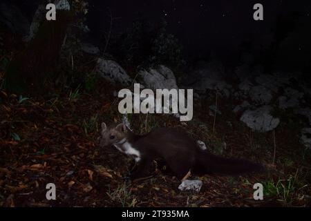 Buchenmarder (Martes foina), Seitenansicht eines Erwachsenen, der nachts auf dem Boden steht, Kampanien, Italien Stockfoto