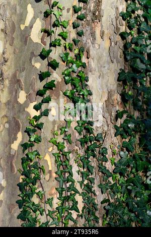efeu wächst auf einem Baum, Efeu auf Baumstamm, Efeu auf Baumstamm, Efeu Blätter, Efeu Laub, Kriecher, RM Floral Stockfoto