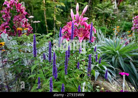 Schwarze agastache-Addition, liliumvioletter Prinz, agastache und Lilie, Lilien, gemischtes Pflanzschema, gemischte Borte, mehrjährige Pflanzen, tiefblaue und rosa Blüten Stockfoto