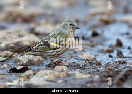 Eurasische Siskin (Spinus spinus), Seitenansicht eines auf dem Boden stehenden Weibchens, Kampanien, Italien Stockfoto