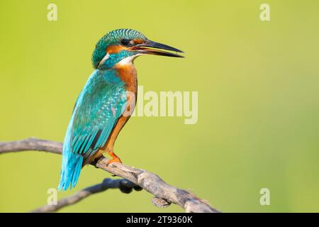 Gemeiner Eisvogel (Alcedo atthis), Seitenansicht eines erwachsenen Mannes auf einem Ast, Kampanien, Italien Stockfoto