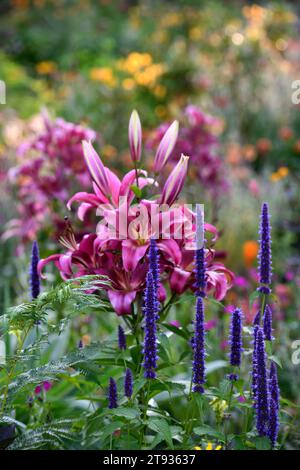 Schwarze agastache-Addition, liliumvioletter Prinz, agastache und Lilie, Lilien, gemischtes Pflanzschema, gemischte Borte, mehrjährige Pflanzen, tiefblaue und rosa Blüten Stockfoto